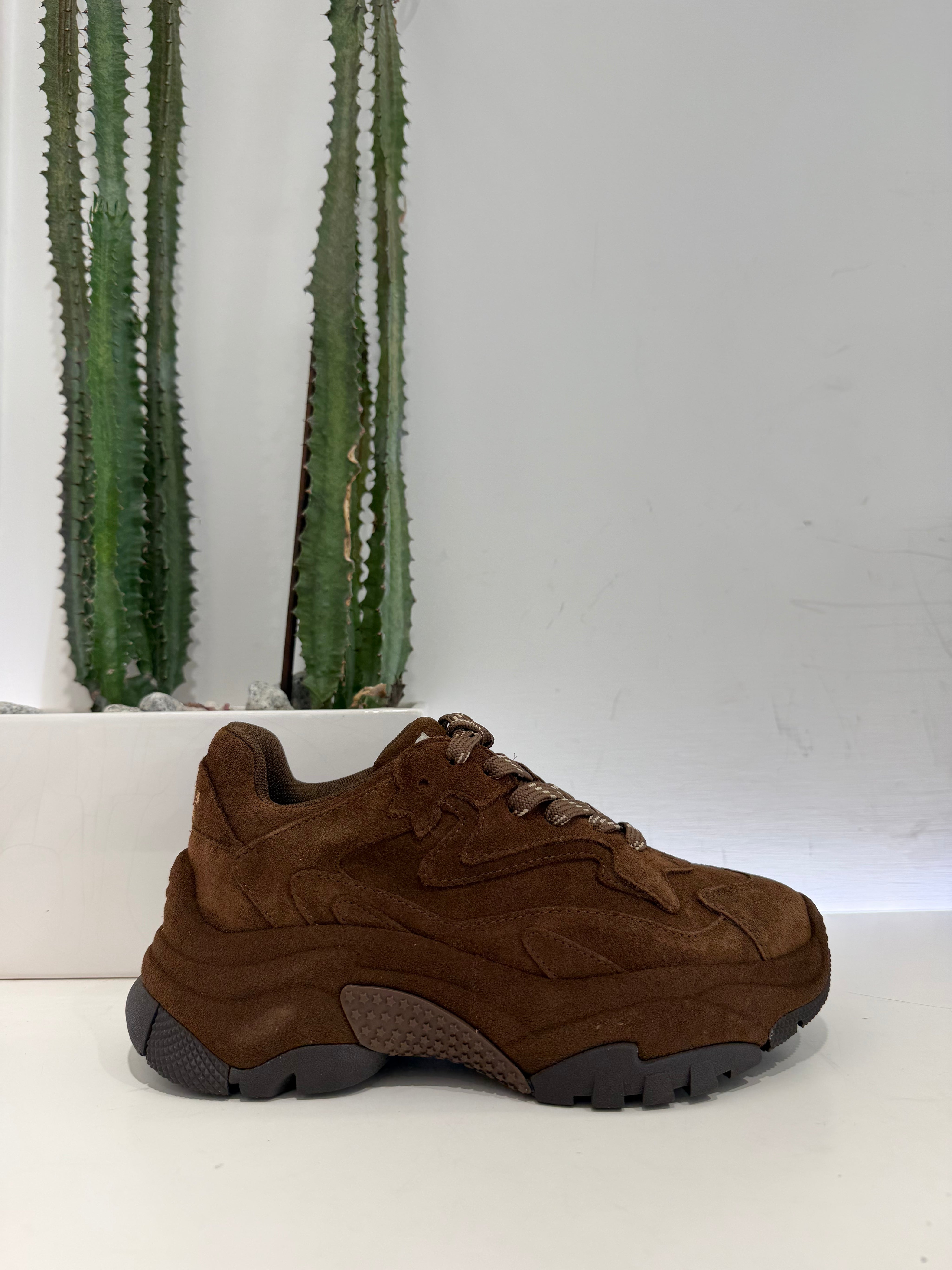 ASH sneakers ADDICT testa di moro